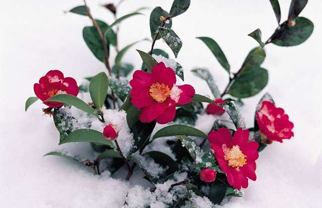 冬季花卉防寒4.jpg