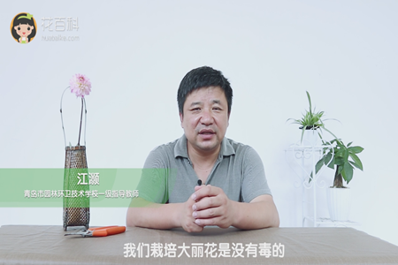 我们栽培大丽花是没有毒的 我们栽培大丽花是没有毒的