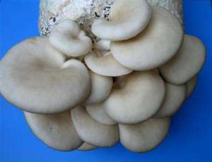 夏季种植平菇要注意什么？