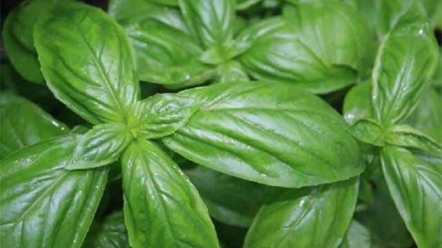 甜罗勒的种植方法 甜罗勒的种植方法