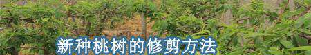桃树病虫害防治方法有哪些?