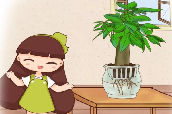 老祖宗的风水经,家里风水是福是穷,就看这盆花! 老祖宗的风水经,家里风水是福是穷,就看这盆花!