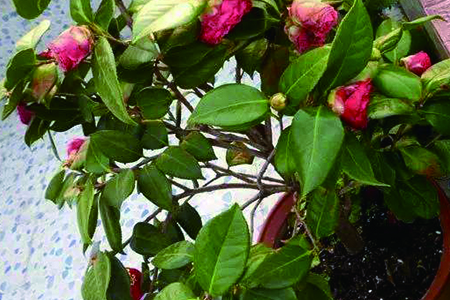 山茶花 山茶花