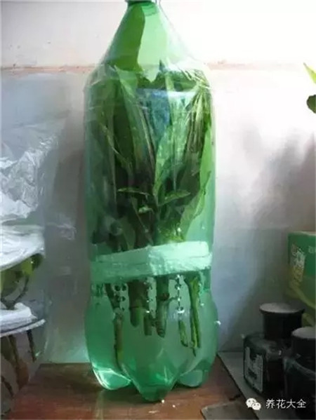 进行扦插 进行扦插