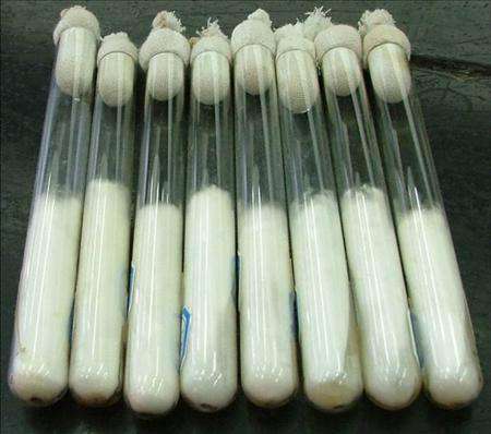 金针菇菌种怎么培育?