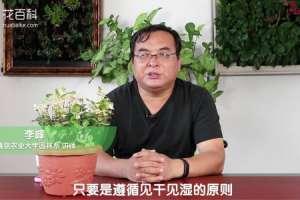五彩络石怎么浇水