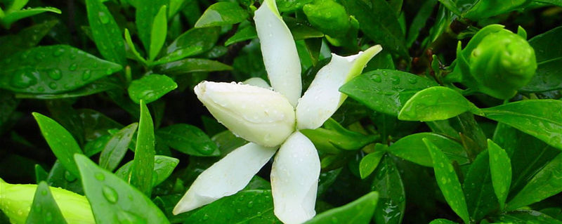 栀子花叶子尖发黑干枯什么原因 栀子花叶子尖发黑干枯什么原因