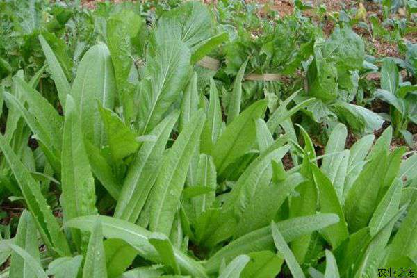 冬季大棚油麦菜种植的管理