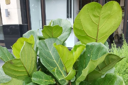 琴叶榕 琴叶榕