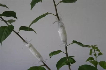 枝条上裹个卫生纸 枝条上裹个卫生纸