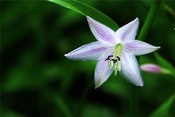 盆栽玉簪花怎么浇水 盆栽玉簪花怎么浇水