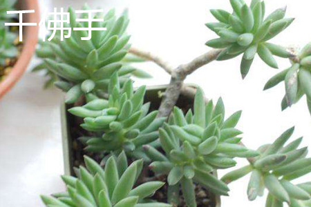 千佛手 千佛手