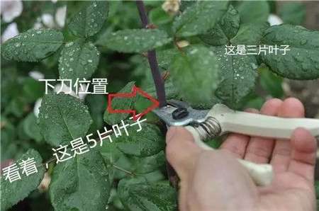 月季5片叶修剪 月季5片叶修剪