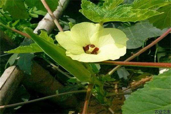 保健蔬菜黄秋葵的种植方法