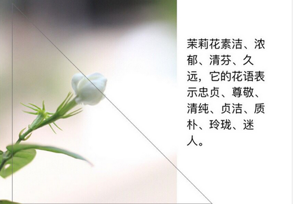  茉莉花的养殖方法，北方夏季扦插繁殖茉莉花的方法