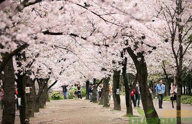 樱花树.jpg
