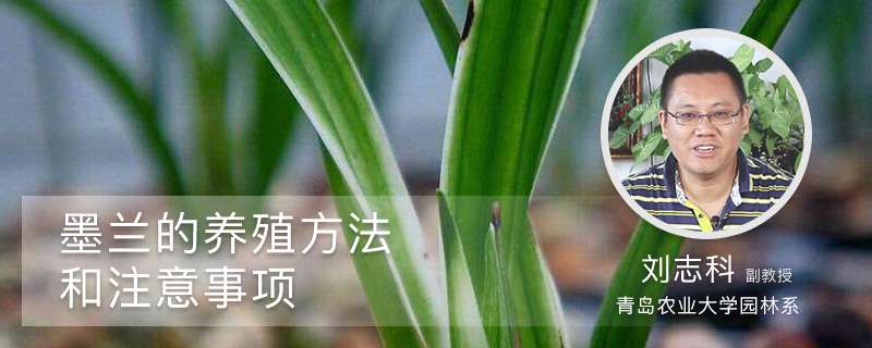 墨兰的养殖方法和注意事项 墨兰的养殖方法和注意事项