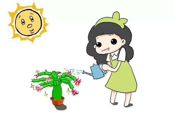 全能蟹爪兰养护手册,你遇见的问题全在这里了 全能蟹爪兰养护手册,你遇见的问题全在这里了