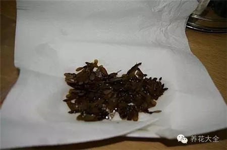 青枫 青枫
