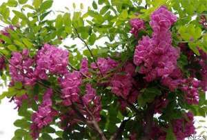 香花槐繁殖技术