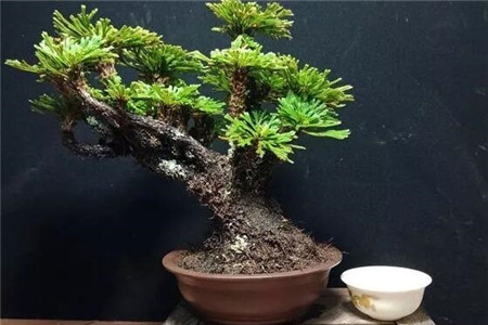 卷柏 卷柏