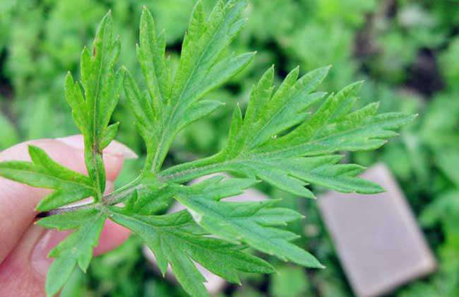 艾草种子价格及种植方法