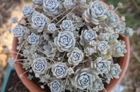 1527147419744708.png 新手如何种植多肉植物——从挑选好养的多肉开始