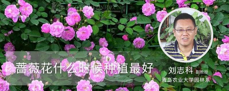 蔷薇花什么时候种植最好 蔷薇花什么时候种植最好