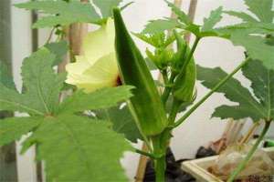 家里种植黄秋葵的方法