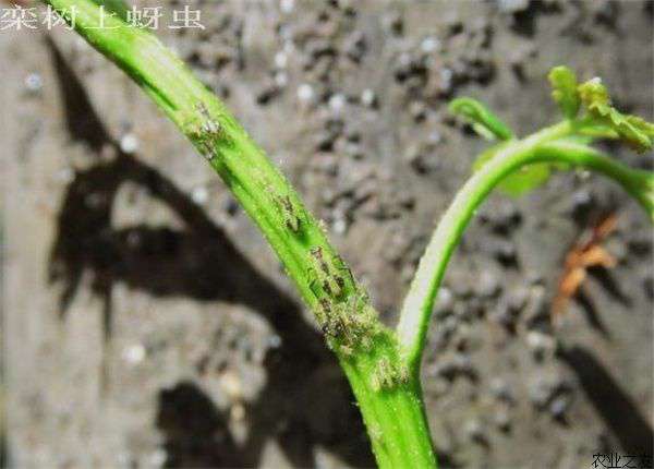 黄山栾树蚜虫防治