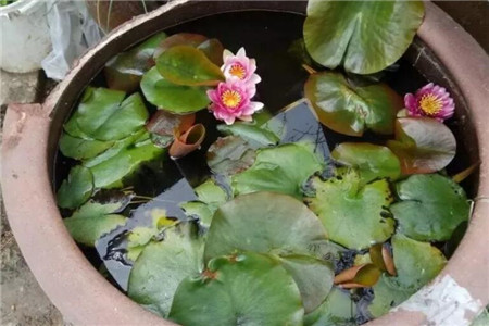 水缸养花 水缸养花