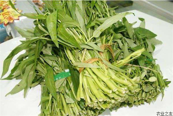 空心菜如何保鲜