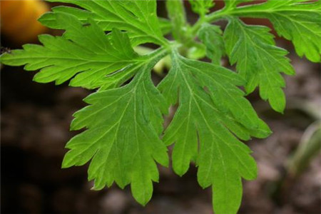 艾草 艾草
