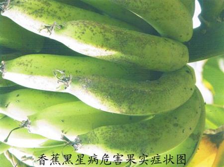 什么是香蕉黑星病?黑星病有什么危害?