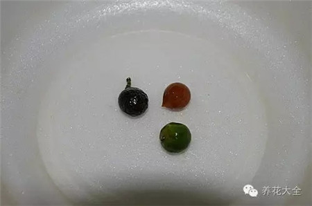 播种 播种