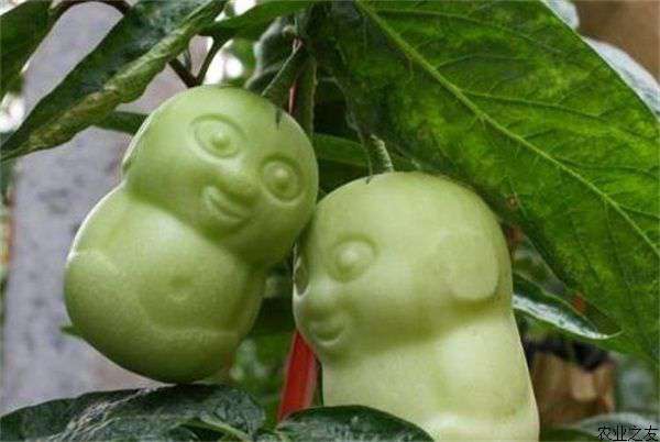 人参果黑斑病的防治