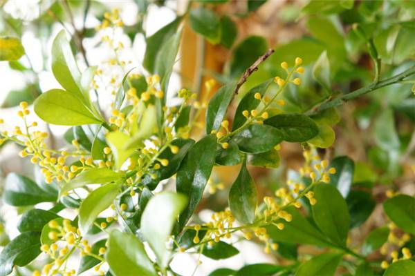 米兰花不开花怎么办 米兰花不开花怎么办