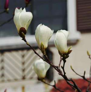 白玉兰的花语