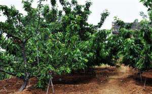 樱桃种植技术：樱桃园怎么管理及施肥方法？