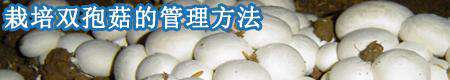 栽培双孢菇如何浇水?