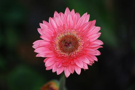 太阳花 太阳花
