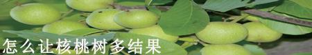 怎么让核桃树多结果