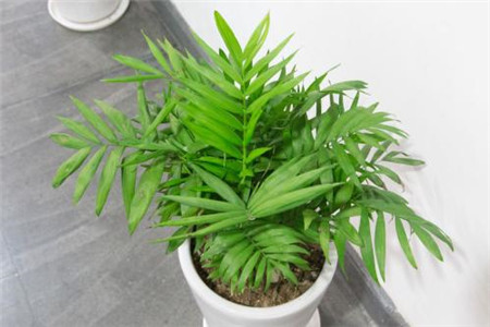 袖珍椰子 袖珍椰子