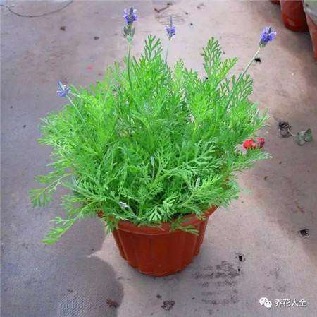 薰衣草 薰衣草