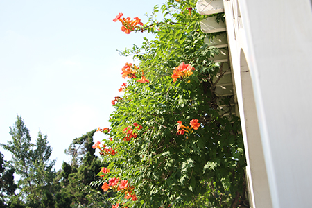 凌霄花 凌霄花