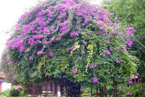 临沂：早春花木盆栽热卖　花木市场升温