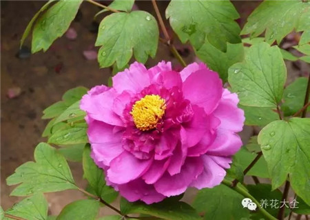 牡丹 牡丹