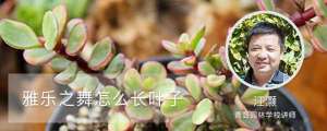 雅乐之舞怎么长叶子，生长速度快吗