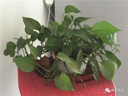 绿萝 绿萝
