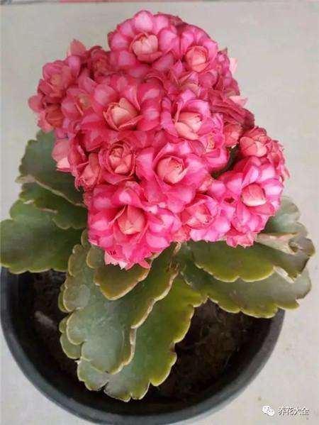 长寿花 长寿花